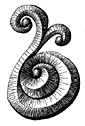 abstract, freehand pen and ink drawing, resembles a snail.